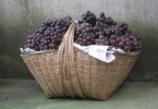 Periodo della vendemmia con cesto d'uva - EFW