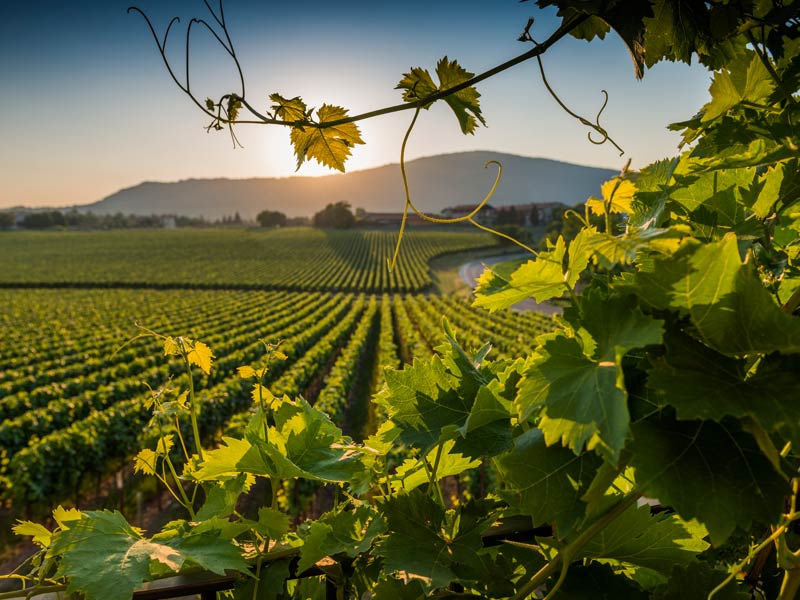 I migliori vini della Lombardi - Franciacorta - EFW