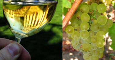 difetti del vino bianco bicchiere e uva