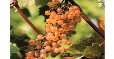 Vini dolci friulani grappolo d'uva - EFW