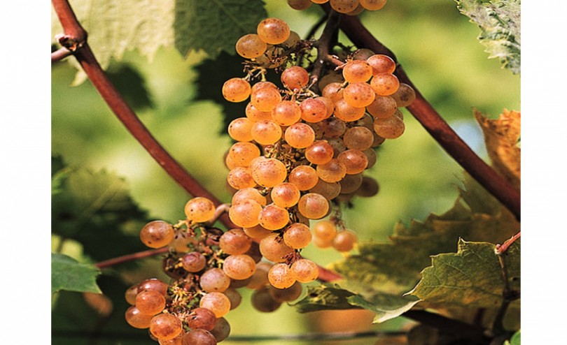 Vini dolci friulani grappolo d'uva - EFW
