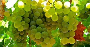 Uva bianca | Enjoy Food & Wine
