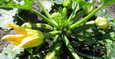 Pianta zucchine | Enjoy Food & Wine