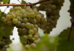 Grappolo uva bianca biologico | Enjoy Food & Wine