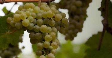 Grappolo uva bianca biologico | Enjoy Food & Wine